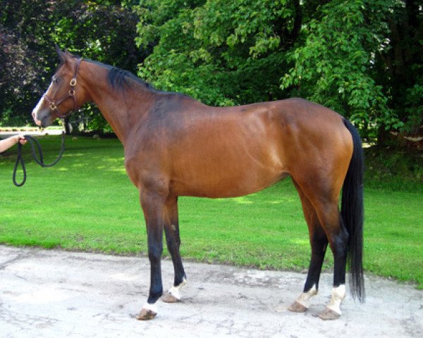 broodmare La Luna (Trakehner, 2004, from Herzruf)