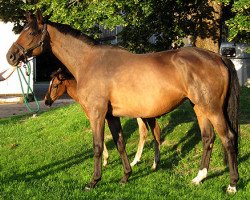 broodmare Herzensglück (Trakehner, 2007, from Imperio 3)