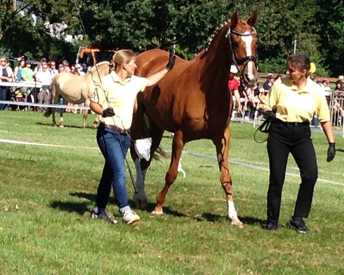 broodmare Lolita (Hanoverian, 2004, from Londonderry)