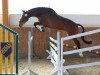 jumper Princess Pandera (Trakehner, 2006, from Distelzar)