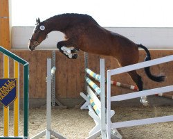 Springpferd Princess Pandera (Trakehner, 2006, von Distelzar)