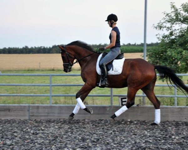 Springpferd Robben Island (Trakehner, 2008, von Luecke)