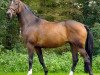 dressage horse Moonlight 337 (Trakehner, 2006, from Summertime)