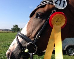 dressage horse Dante 116 (Hanoverian, 2011, from Dressage Royal)