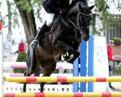 jumper Kasper 159 (Danish Warmblood, 2009, from Krake Ask)