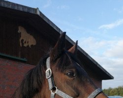 dressage horse Rocco 496 (Pony without race description, 2012)