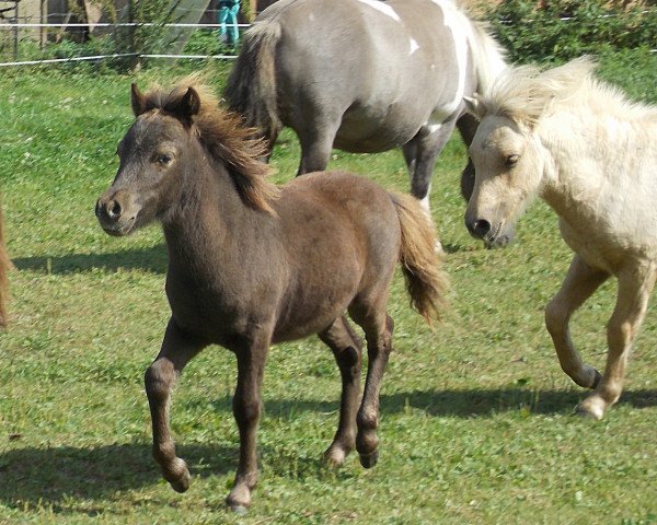 Pferd Alexandro vom Rindergraben (Dt.Part-bred Shetland Pony, 2016, von Arum van Masnon)