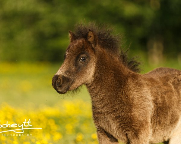 Pferd Destiny vom Rindergraben (Dt.Part-bred Shetland Pony, 2016, von Bellmills Apache Keeplooking)