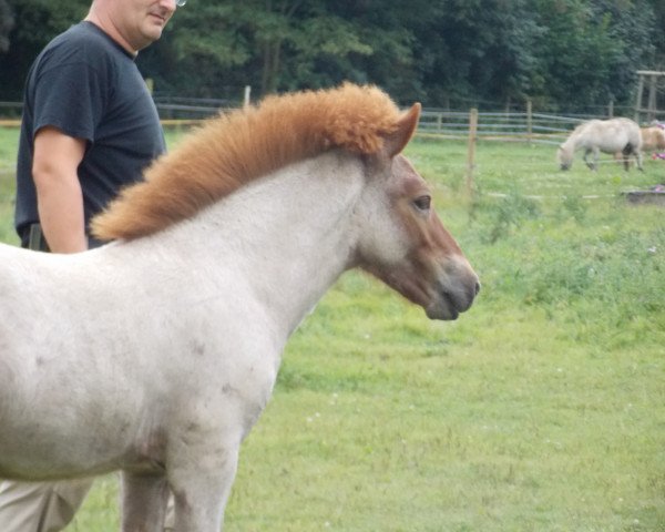 horse Galdur vom Rindergraben (Iceland Horse, 2016, from Demantur vom Derkingshof)