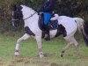 dressage horse Athena (German Riding Pony, 2000, from Sando Paso N)