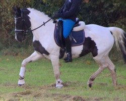 dressage horse Athena (German Riding Pony, 2000, from Sando Paso N)