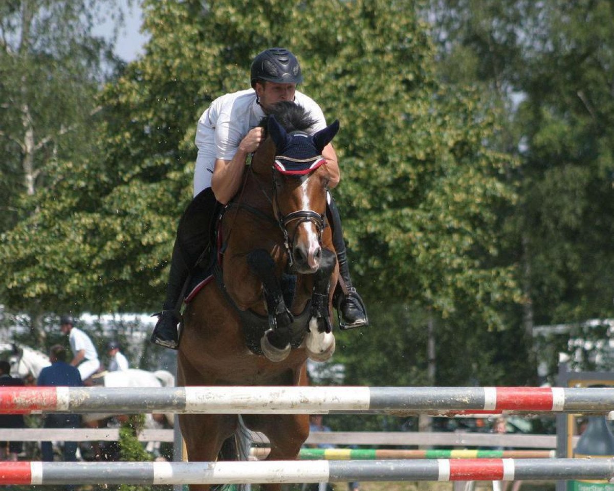 broodmare Quiet Magic (Oldenburg, 2004, from Quidam de Revel)