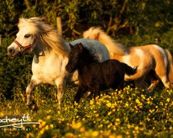 dressage horse Greylight Susi Sonnenschein (Shetland Pony, 2016, from Bonito)