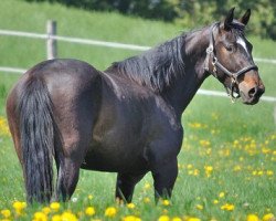 dressage horse Havanna Cubita (Westphalian, 2008, from Hotline)