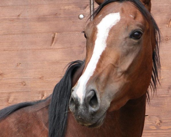 broodmare Laura von Penzing (Trakehner,  , from Duke of Hearts xx)