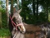 dressage horse Dancing-Dyani (Westphalian, 2015, from Danciano)