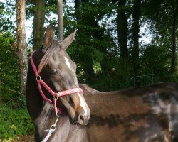 dressage horse Dancing-Dyani (Westphalian, 2015, from Danciano)