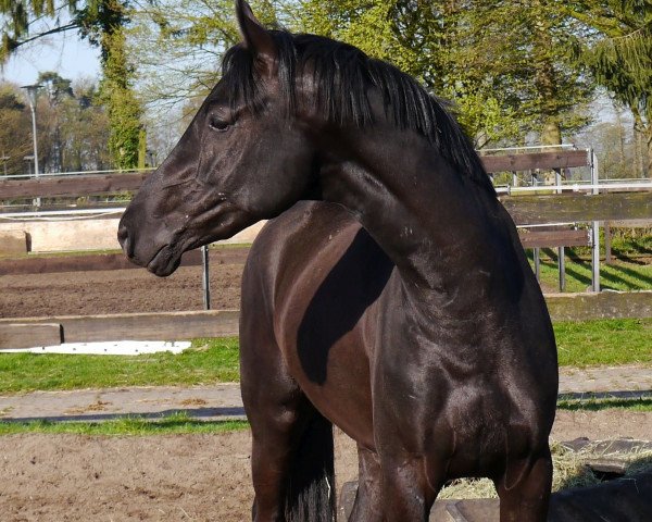 dressage horse Denim (Westphalian, 2013, from Dante Weltino Old)