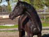 dressage horse Denim (Westphalian, 2013, from Dante Weltino Old)