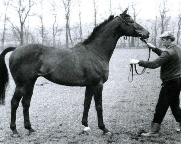stallion John U To Berry xx (Thoroughbred, 1974, from Forward Pass xx)