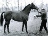 stallion John U To Berry xx (Thoroughbred, 1974, from Forward Pass xx)