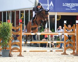 jumper Charinua (Oldenburg show jumper, 2010, from Chacco-Blue)