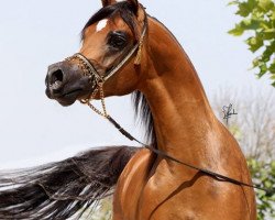 stallion EA Arjen el Marwteyn (Arabian thoroughbred, 2013, from ZT Marwteyn ox)