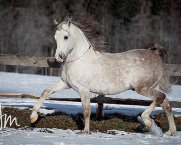 stallion Ojinegro Qahira (Arabian thoroughbred, 2005, from Ghandour ox)