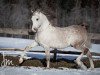 stallion Ojinegro Qahira (Arabian thoroughbred, 2005, from Ghandour ox)