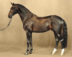 stallion Ferrari OLD (Oldenburg, 2012, from Foundation 2)