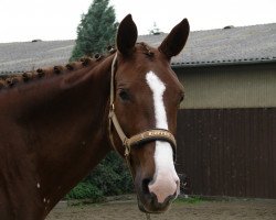 broodmare Inka (Hanoverian, 1999, from Insider)