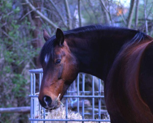 Pferd Timon (Quarter Horse, 2006)