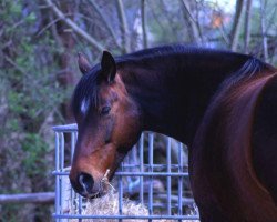 horse Timon (Quarter Horse, 2006)