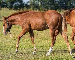 horse Spacecowboy (Quarter Horse, 2016)