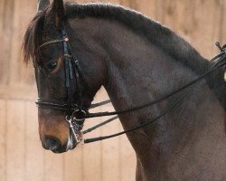 dressage horse San Diego 159 (Hanoverian, 2010, from Show Star)