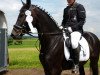 jumper Diangelo (German Warmblood, 2012, from Diamontes)