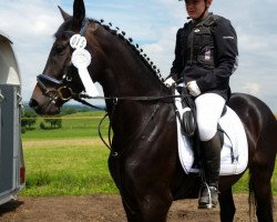 jumper Diangelo (German Warmblood, 2012, from Diamontes)