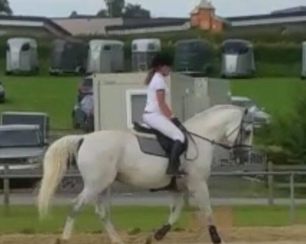 horse Pluto Dubovina 2 (Lipizzaner, 2007, from 264 Pluto Samira XVIII)