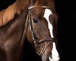 jumper Quax (Hanoverian, 2009, from FRH Quaid)