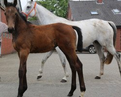 Pferd White Cloud (Oldenburger Springpferd, 2016, von Kannan)