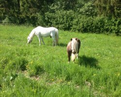 Dressurpferd Sammy (Welsh Partbred, 2015)