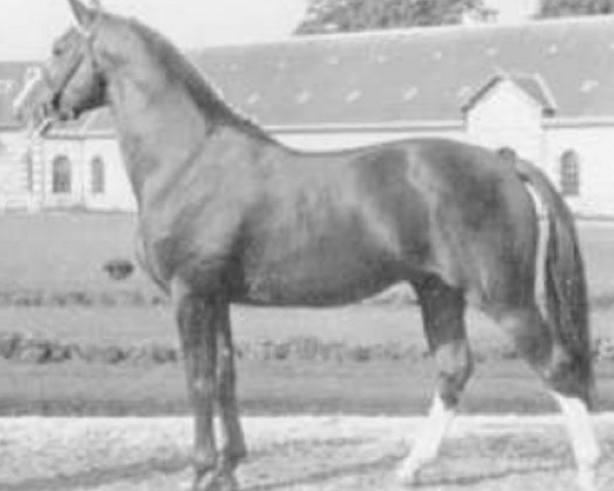 stallion Espoir du Scion (Selle Français, 1970, from Ukase)