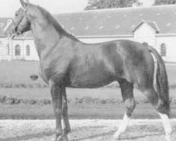 stallion Espoir du Scion (Selle Français, 1970, from Ukase)