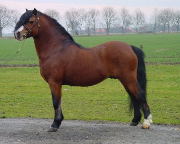 stallion Sumrin Thor (Welsh mountain pony (SEK.A), 1993, from Foxhunter Pantheon)
