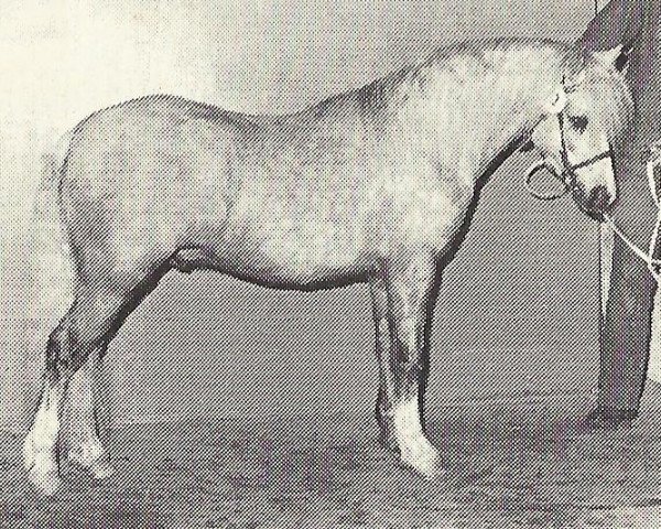stallion Sumrin Sun Star (Welsh mountain pony (SEK.A), 1976, from Vardra Julius)