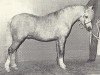 stallion Sumrin Sun Star (Welsh mountain pony (SEK.A), 1976, from Vardra Julius)