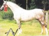 Zuchtstute Steehorst Free Flower Girl (Welsh Pony (Sek.B), 1992, von Eyarth Harlequin)