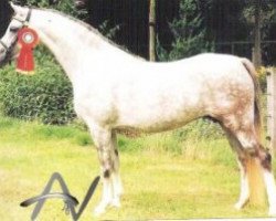 broodmare Steehorst Free Flower Girl (Welsh-Pony (Section B), 1992, from Eyarth Harlequin)