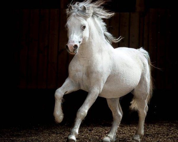 stallion Vanda's Cassanova (Welsh mountain pony (SEK.A), 2003, from Vechtzicht's Hywel)