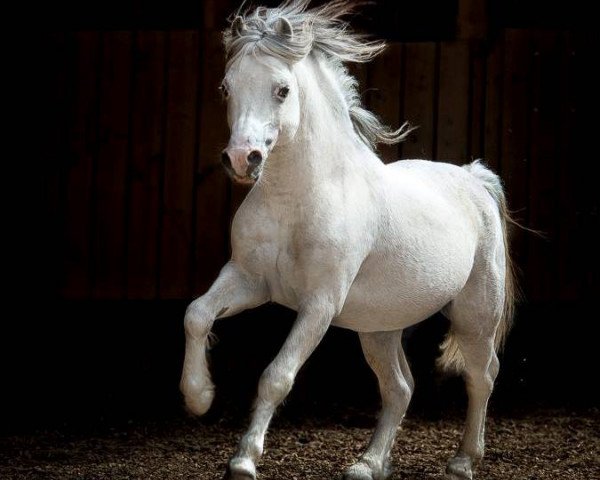 Deckhengst Vanda's Cassanova (Welsh Mountain Pony (Sek.A), 2003, von Vechtzicht's Hywel)